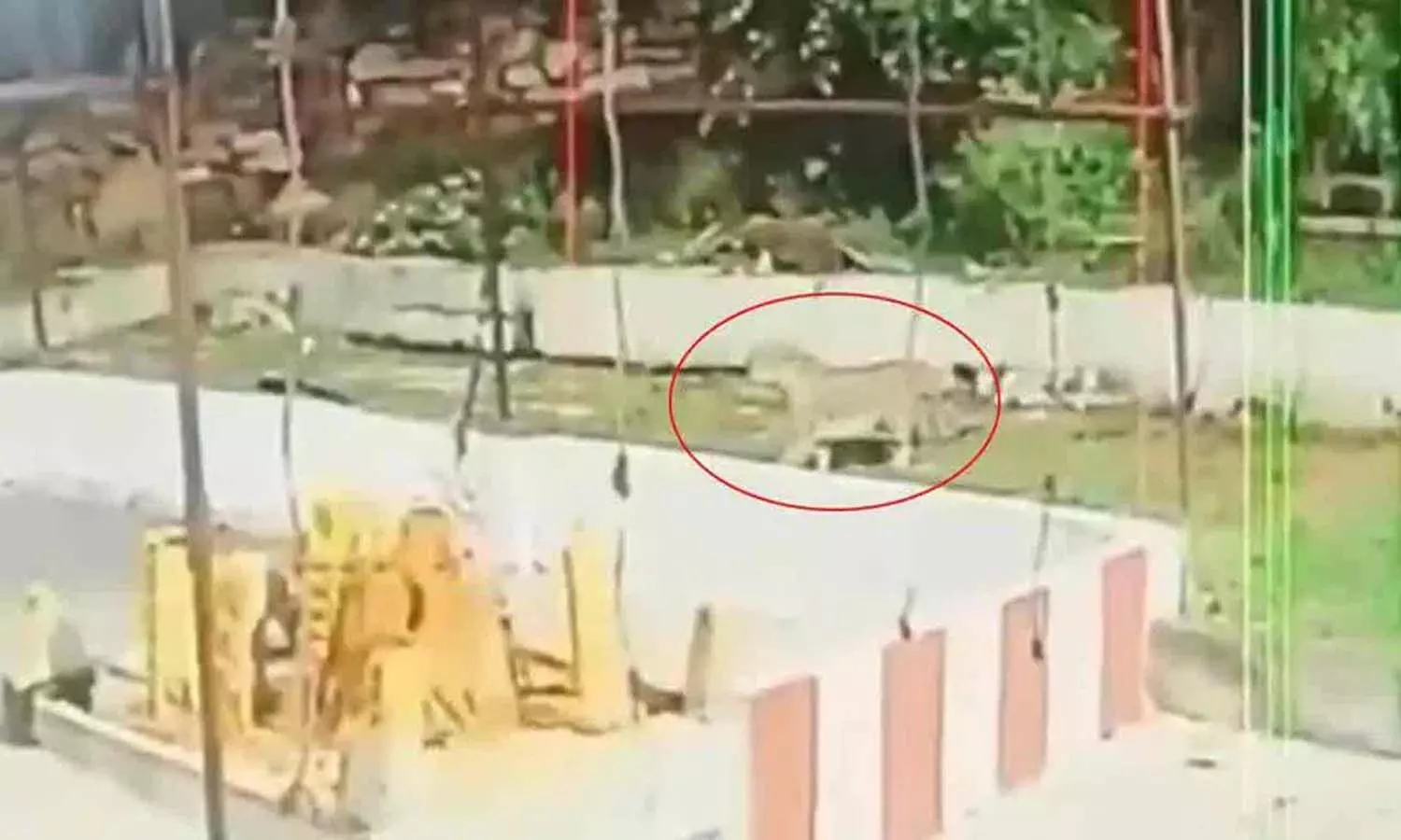 Andrapradesh, Tirumala, Leopard roaming, TTD, Forest Officers Andrapradesh, Tirumala, Leopard roaming, TTD, Forest Officers