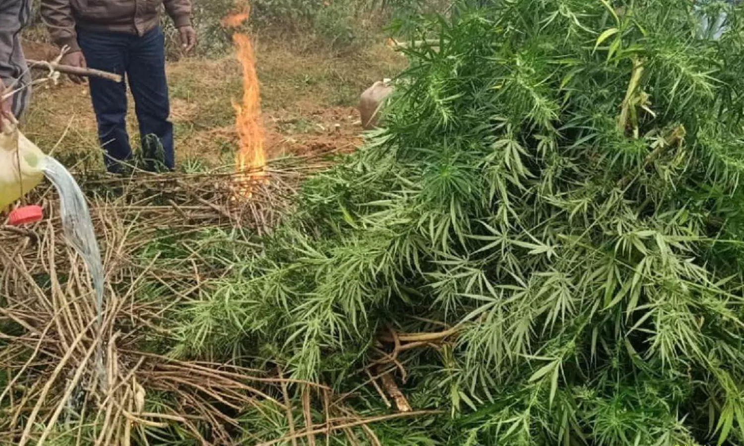 Ganja Destroyed, 8600 Acres, Visakhapatnam Range, Other Crops Planted Ganja Destroyed, 8600 Acres, Visakhapatnam Range, Other Crops Planted