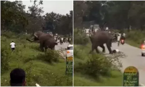 Viral Video, Karnataka, wild elephant attack, Bandipur