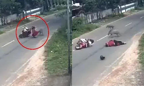 Video : స్కూటీ మీద వెళుతున్న మ‌హిళ‌.. ఒక్క‌సారిగా అడవి పందుల గ్యాంగ్ వచ్చి..