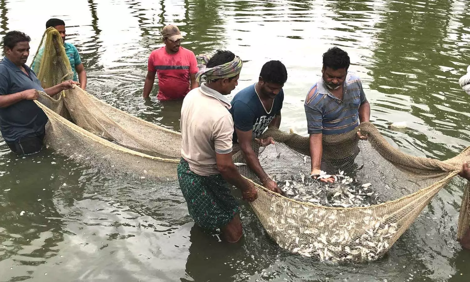 Andrapradesh, Kinjarapu Atchannaidu, AP aquaculture, aquaculture farmers, aquaculture license Andrapradesh, Kinjarapu Atchannaidu, AP aquaculture, aquaculture farmers, aquaculture license