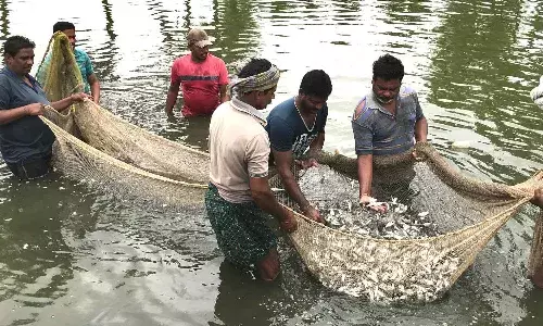 Andrapradesh, Kinjarapu Atchannaidu, AP aquaculture, aquaculture farmers, aquaculture license