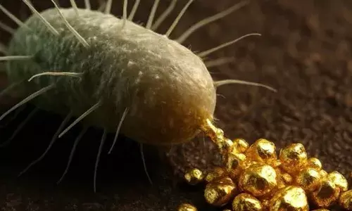 Cupriavidus metallidurans, bacteria, gold