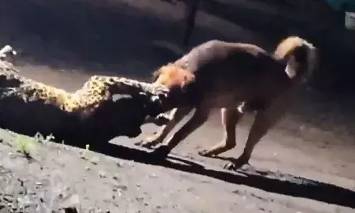 చిరుతపై దాడి చేసిన వీధి కుక్క.. వీడియో వైరల్