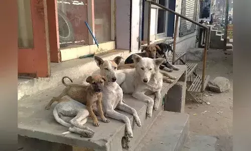 6 year old girl, stray dogs, model school, Mancherial