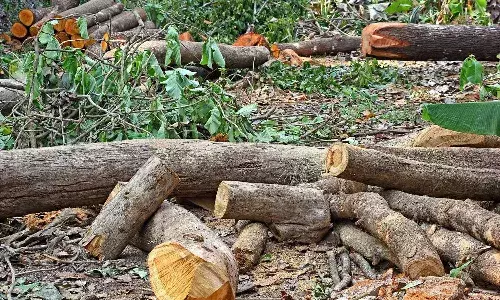 Hyderabad, Gulf Oil Corporation, penalty, illegal tree felling