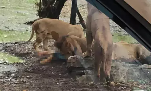 జూ కీపర్ను చంపి పీక్కుతిన్న సింహాలు