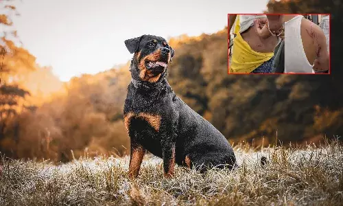 పొరుగింటిపైకి ప్రమాదకరమైన కుక్కను వదిలిన వ్యక్తి.. గొడవ ఏమిటంటే..?