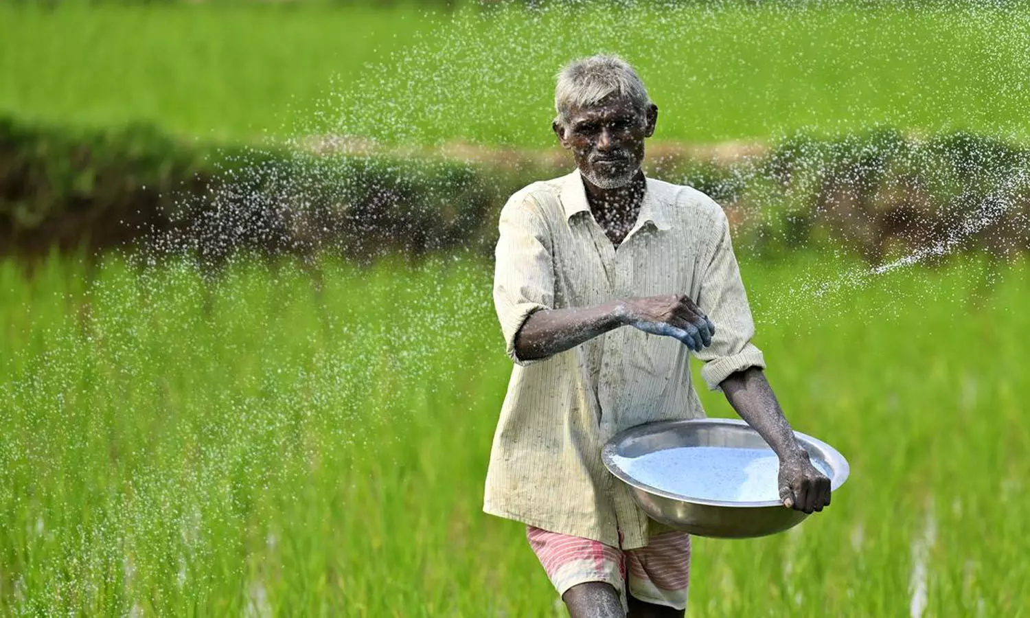 urea, Telangana, Farmer, Central Govt, Telangana Govt urea, Telangana, Farmer, Central Govt, Telangana Govt