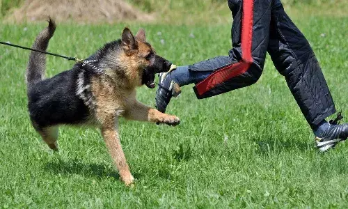 Crime News, Hyderabad, Rabies, Boy Death