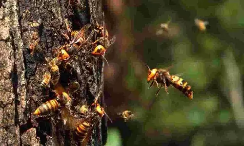 కందిరీగలు ప్రాణం తీశాయి.. ఏపీలోనే..!