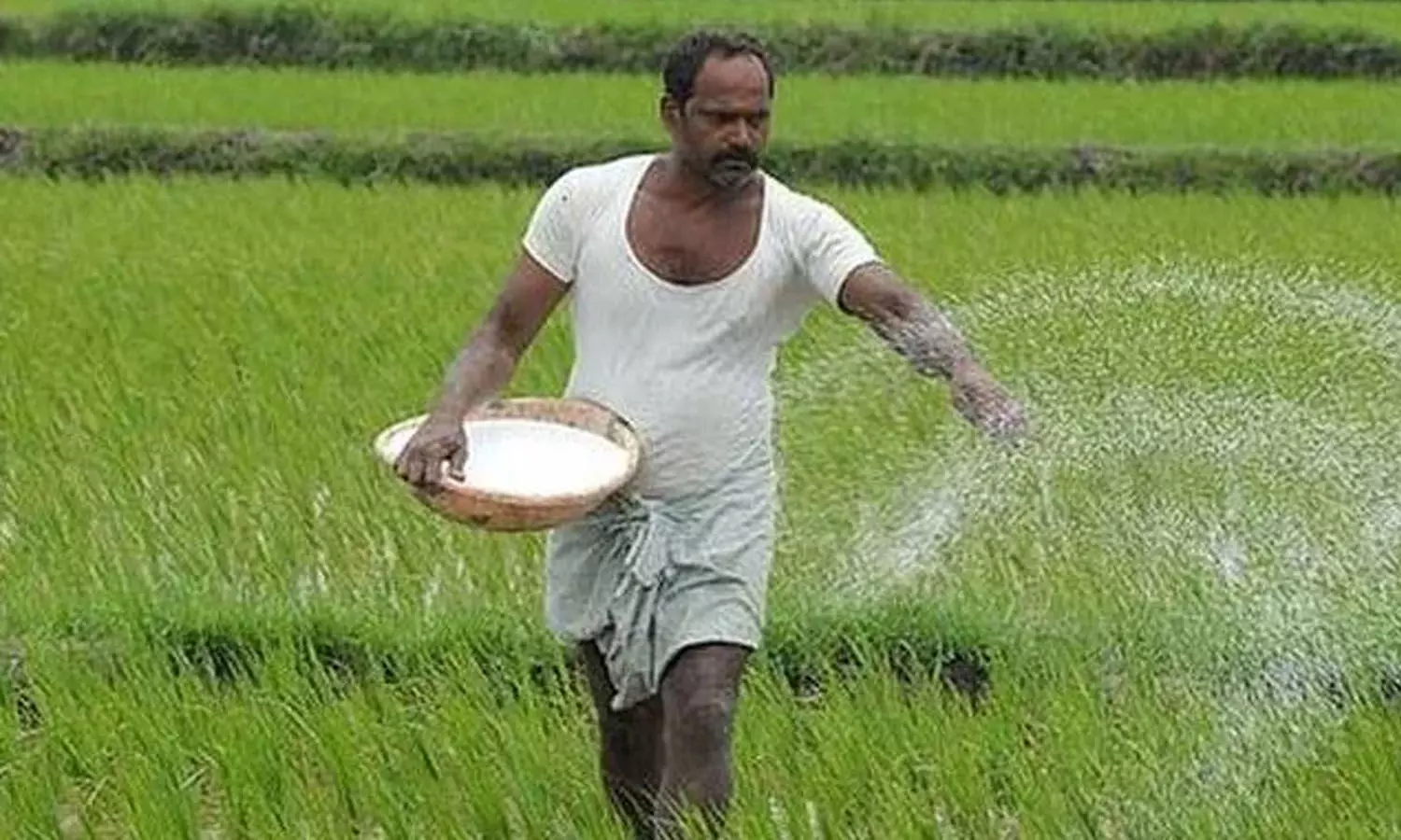 India, fertiliser price, China suspends exports, Farmers, Rabi season India, fertiliser price, China suspends exports, Farmers, Rabi season