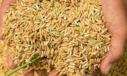 Telangana, 500 bonus, fine grain, Paddy