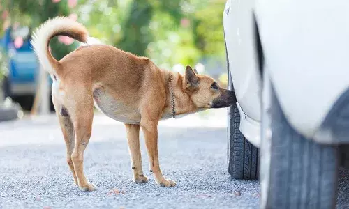 dogs, urinate, tires, Lifestyle dogs, urinate, tires, Lifestyle