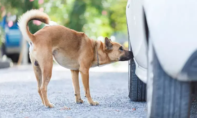 dogs, urinate, tires, Lifestyle