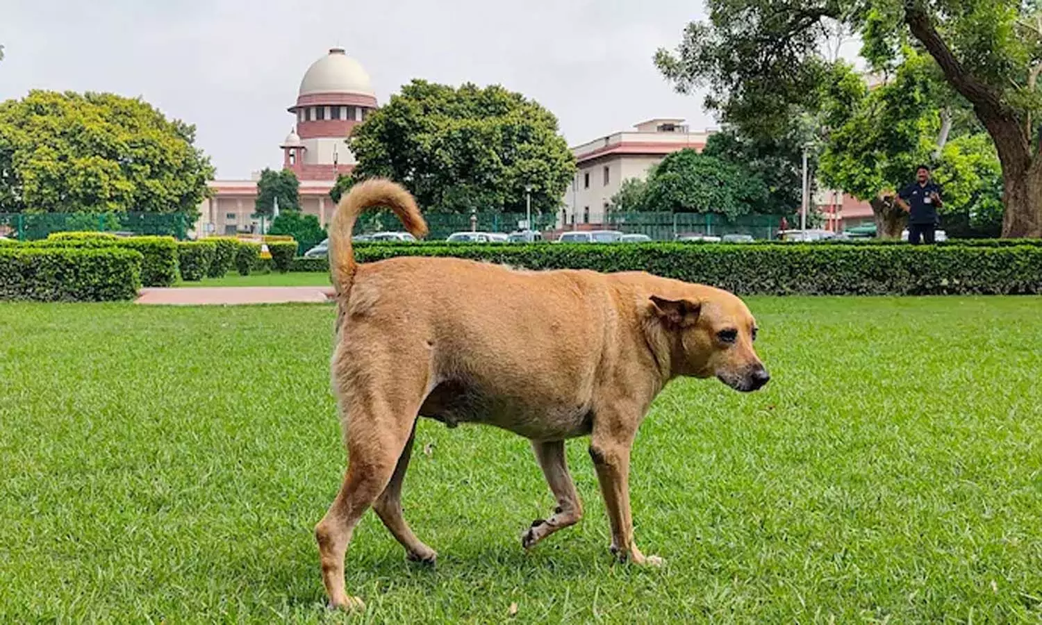 National News, Delhi, Supreme Court,  stray dogs National News, Delhi, Supreme Court,  stray dogs