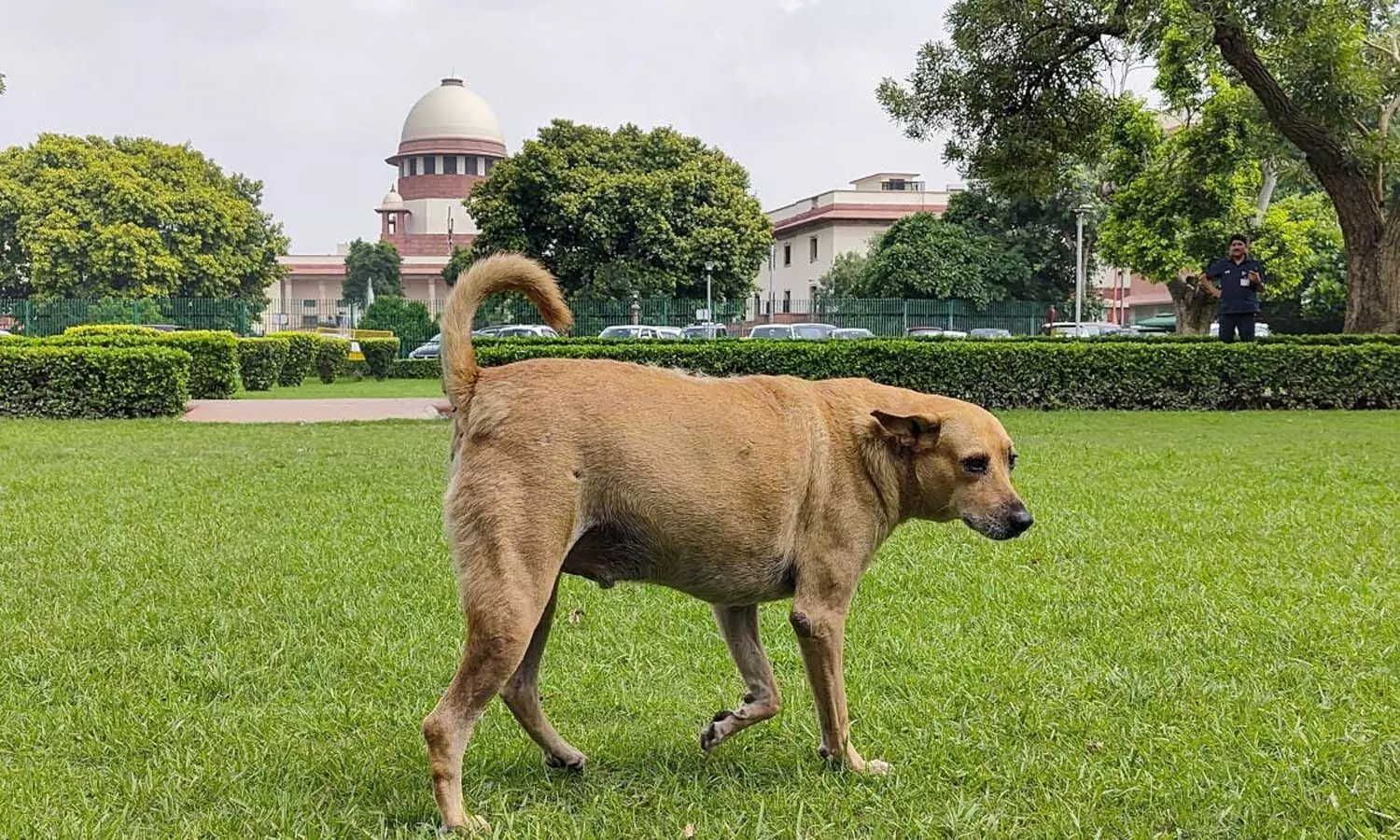 National News, Delhi, Supreme Court, stray dog control National News, Delhi, Supreme Court, stray dog control