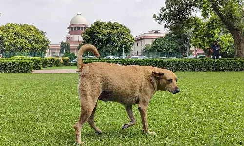 National News, Delhi, Supreme Court, stray dog control National News, Delhi, Supreme Court, stray dog control