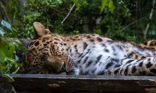 National News, Maharashtra, Pune District, Leopard
