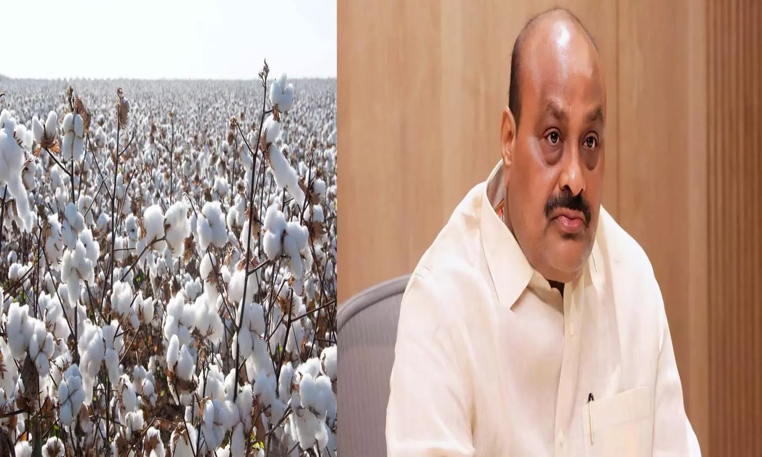 Andrapradesh, Amaravati, Ap Government, Atchannaidu, cotton farmers Andrapradesh, Amaravati, Ap Government, Atchannaidu, cotton farmers