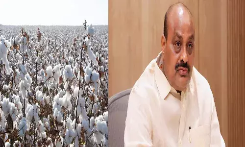 Andrapradesh, Amaravati, Ap Government, Atchannaidu, cotton farmers Andrapradesh, Amaravati, Ap Government, Atchannaidu, cotton farmers