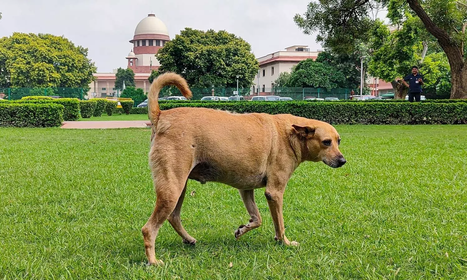 National News, Delhi, Supreme Court, stray dog issue National News, Delhi, Supreme Court, stray dog issue