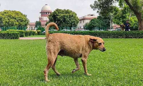 National News, Delhi, Supreme Court, stray dog issue National News, Delhi, Supreme Court, stray dog issue