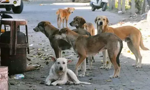 GHMC, stray dogs, govt hospitals, Hyderabad