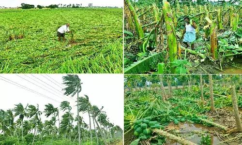 Andrapradesh, Cyclone Montha, Central team, crop damage in Andhra Pradesh Andrapradesh, Cyclone Montha, Central team, crop damage in Andhra Pradesh