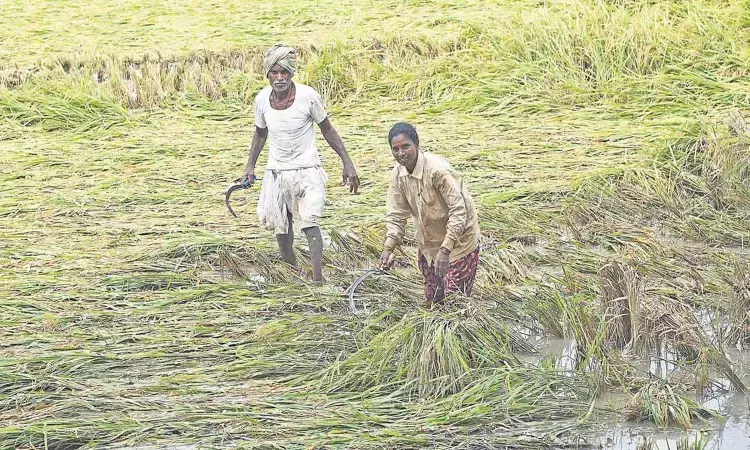 Telangana, Cyclone Montha damage, Minister Thummala, Congress Government Telangana, Cyclone Montha damage, Minister Thummala, Congress Government