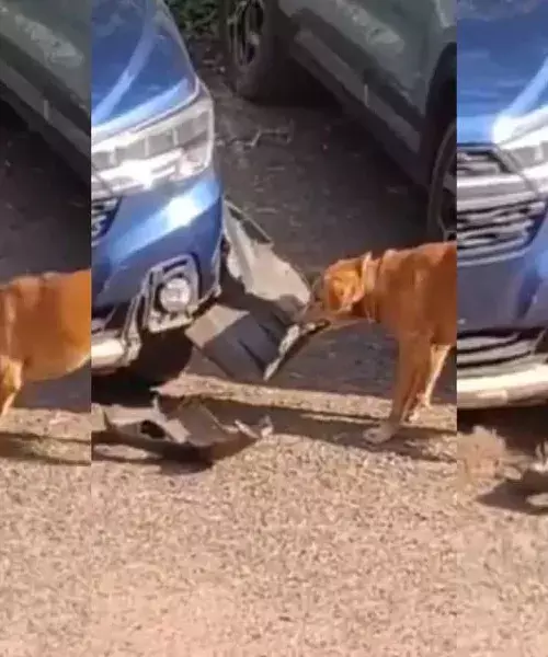 Video : ఎలుక‌ను ప‌ట్టుకునేందుకు కారు బంప‌ర్ పీకేసింది..!