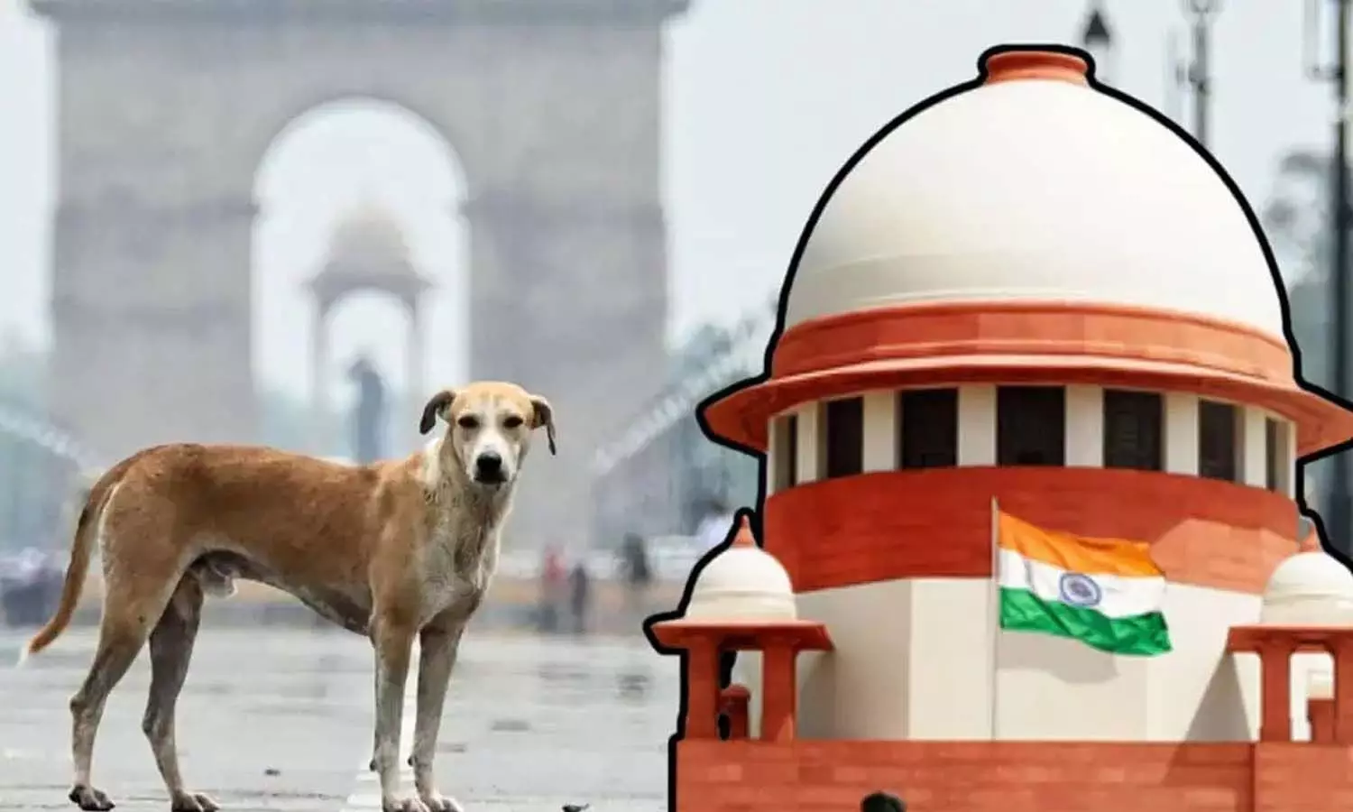 citizens,Supreme Court , stray dogs order, National news citizens,Supreme Court , stray dogs order, National news