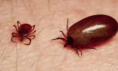 Scary insect, Scrub typhus cases,  Andhra Pradesh