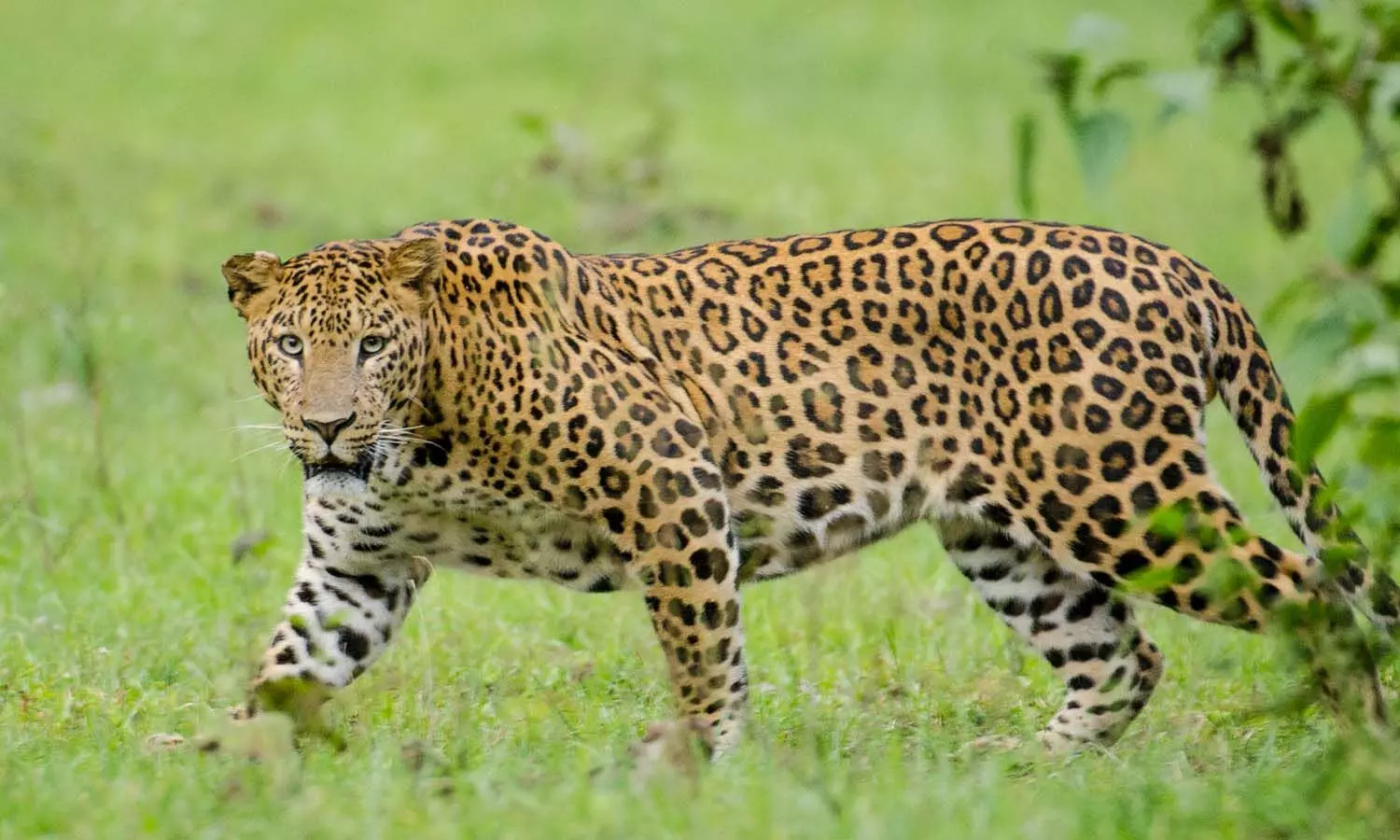 Five year old boy, Tamilnadu, leopard , Valparai, tea estate