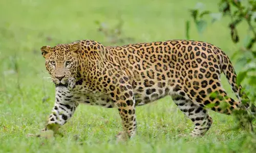 Five year old boy, Tamilnadu, leopard , Valparai, tea estate
