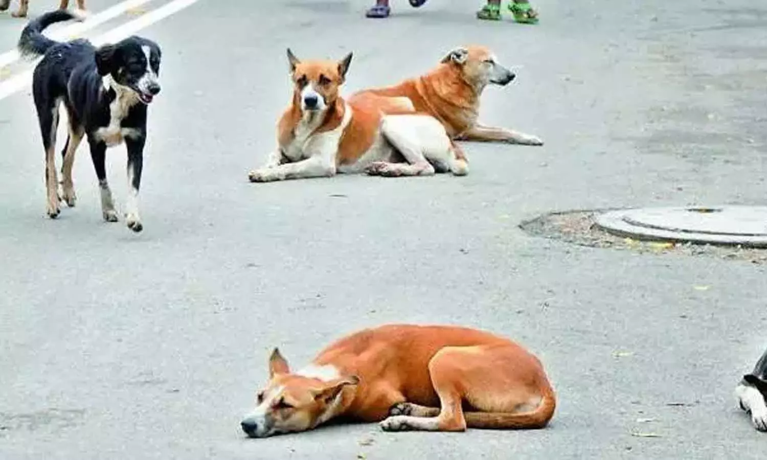 Biker died, stray dogs , Rayachoti, APnews