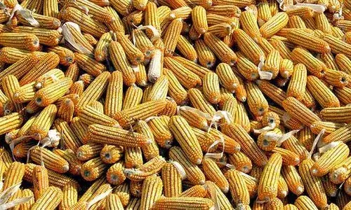 Telangana, maize procurement, Minister Tummala Nageshwar Rao, agriculture Telangana, maize procurement, Minister Tummala Nageshwar Rao, agriculture