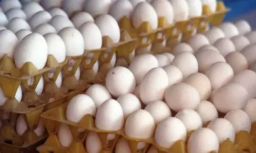 దేశంలో లభించే గుడ్లు సురక్షితమైనవే : FSSAI