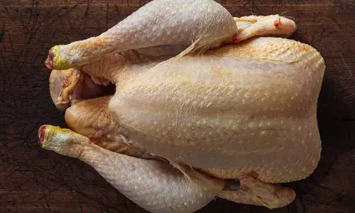 chicken lovers, Chicken prices, Chicken eggs