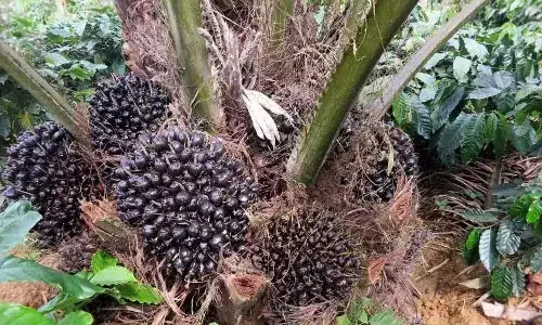 High income, oil palm cultivation, Telugu state governments, cultivation