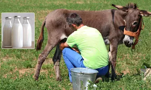 donkey milk,Nutritional properties, Lifestyle