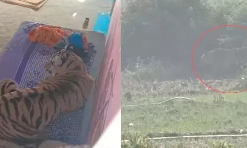 National News, Madhya Pradesh, Tiger attack, Bandhavgarh Tiger Reserve, attacks man