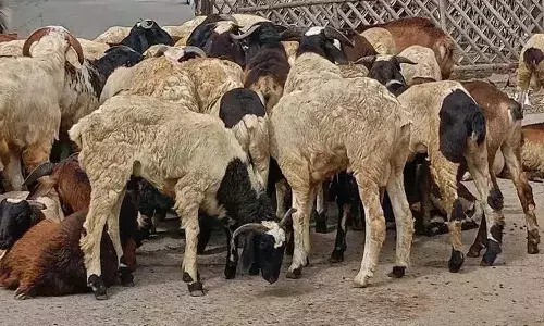 Hyderabad, Illegal Cattle Blood Racket Busted, Crime, Keesara