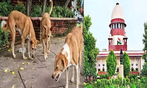 National News, Delhi, Supreme Court, Stray Dog ​Issue