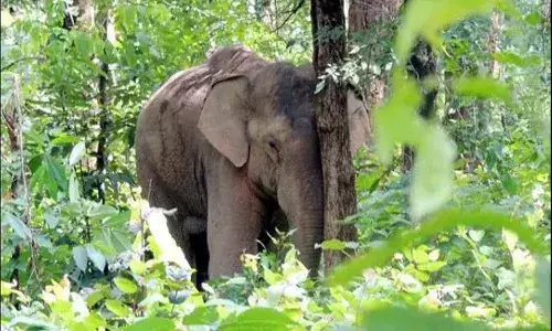 National News,  Jharkhand, Wild Elephant Attacks, Seven Died
