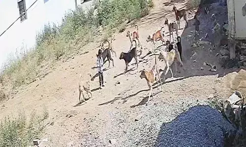 Telangana, Hyderabad, Sangareddy District, Stray Dogs, Three Year Old Boy