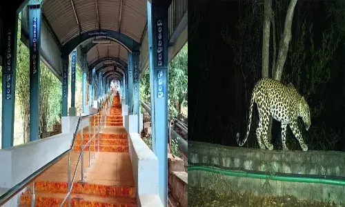 Andrapradesh, Tirumala, TTD, Leopard roaming