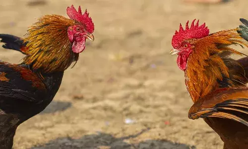 Andhra Pradesh, High Court, Strict Action , Cockfights