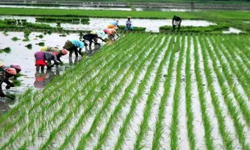 Telangana, paddy bonus, farmers, Telangana Govt