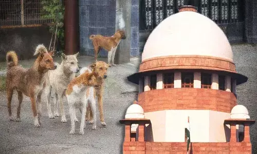 National News, Delhi, Supreme Court, Stray Dogs, Central Government, State Governments